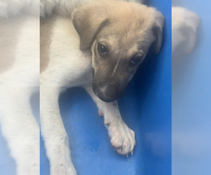 Mutt Dogs for adoption in Andover, MN, USA