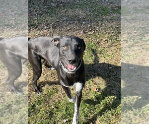 Labrador Retriever-Unknown Mix Dogs for adoption in Osgood, IN, USA