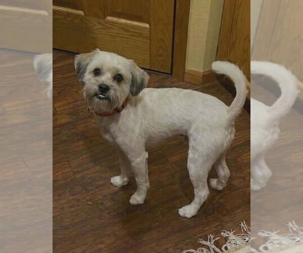 Medium Photo #1 Shih Tzu-Unknown Mix Puppy For Sale in Andover, MN, USA