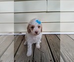 Small Photo #135 Goldendoodle (Miniature) Puppy For Sale in GASTONIA, NC, USA