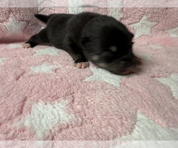 Medium Photo #3 Pomsky-Shiba Inu Mix Puppy For Sale in NASHUA, NH, USA