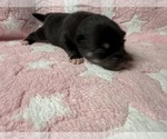 Small #2 Pomsky-Shiba Inu Mix