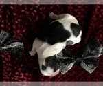 Small Photo #14 Shih Tzu Puppy For Sale in HAYWARD, CA, USA