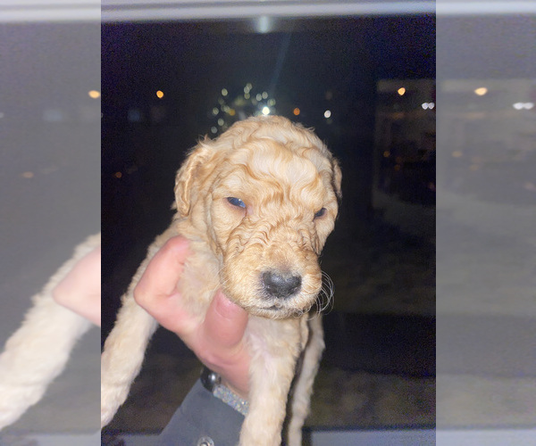 Medium Photo #5 Goldendoodle Puppy For Sale in PLAINFIELD, IL, USA