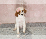 Small Photo #1 Poodle (Miniature) Puppy For Sale in MILLERSBURG, IN, USA