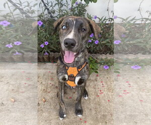 Mutt Dogs for adoption in Miami, FL, USA
