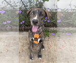 Grizz - Male Mutt Dog for Adoption - Small photo