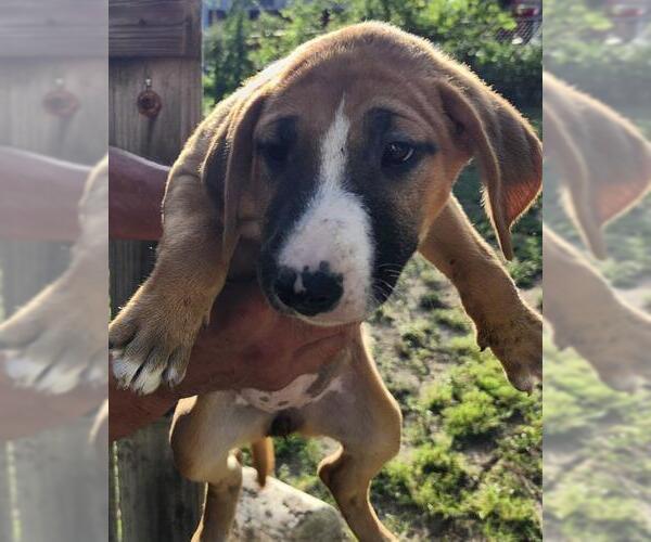 Medium Photo #1 Bull Terrier-Unknown Mix Puppy For Sale in San Antonio, TX, USA