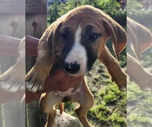 Bull Terrier-Unknown Mix Dogs for adoption in San Antonio, TX, USA