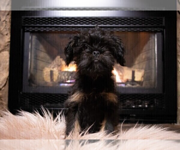 Medium Photo #3 Brussels Griffon Puppy For Sale in WOODINVILLE, WA, USA