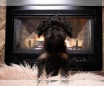 Small #2 Brussels Griffon