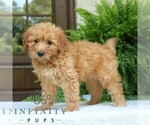 Small #2 Goldendoodle (Miniature)