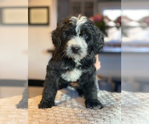 Bernedoodle Puppy for sale in GOLDEN, CO, USA