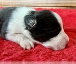 Small #2 Australian Shepherd