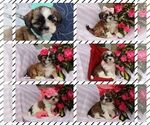 Small Shih Tzu