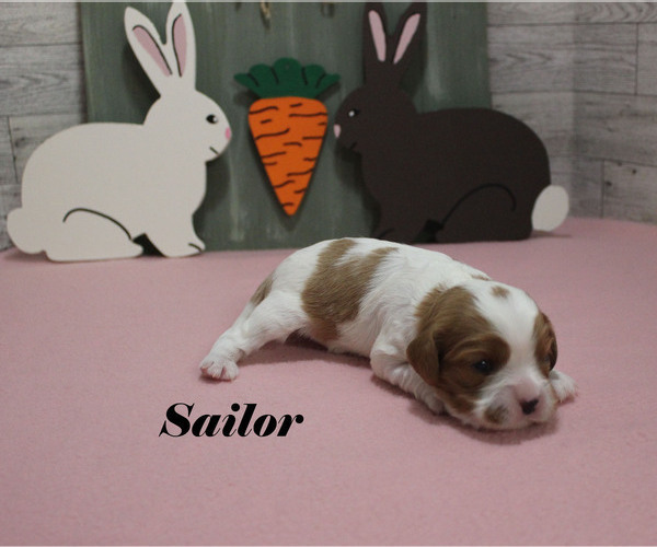 Medium Photo #7 Cavalier King Charles Spaniel Puppy For Sale in CHANUTE, KS, USA