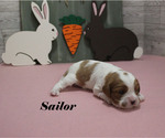 Small #6 Cavalier King Charles Spaniel