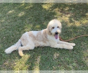 Father of the Goldendoodle puppies born on 09/26/2022