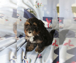 Small Photo #9 Bernedoodle (Miniature) Puppy For Sale in MILWAUKEE, WI, USA