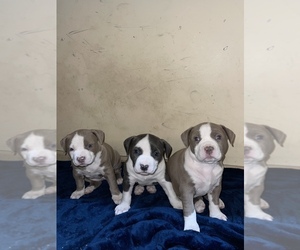 American Pit Bull Terrier Puppy for sale in OMAHA, NE, USA