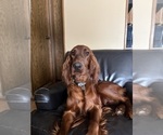 Small Photo #1 Irish Setter Puppy For Sale in ONEONTA, NY, USA