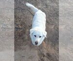 Small #5 Great Pyrenees