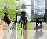 Puppy Male 1 American Pit Bull Terrier