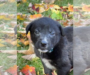 Jasper - Male Mutt Dog for Adoption - Photo #2