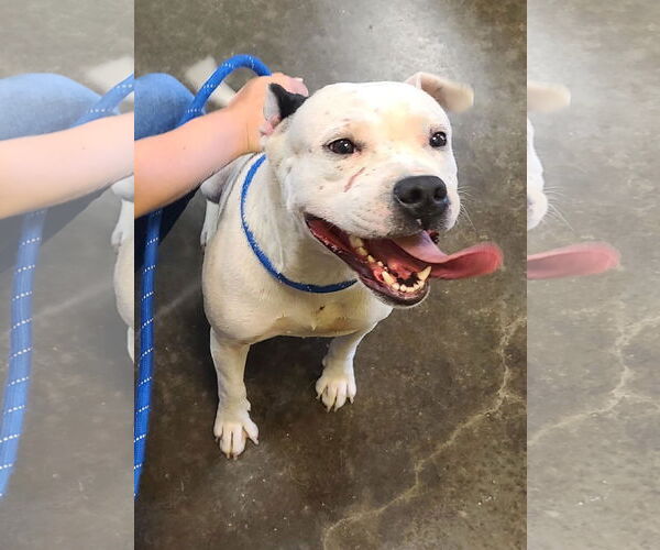 Medium Photo #3 American Pit Bull Terrier-Unknown Mix Puppy For Sale in Rockwall, TX, USA