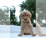Puppy Scully Goldendoodle