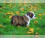 Small Photo #4 Beabull Puppy For Sale in FREDERICKSBG, OH, USA