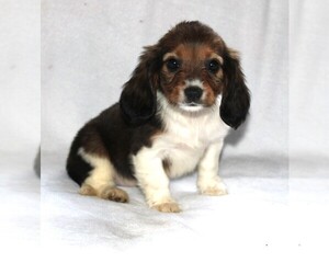 Dachshund Puppy for sale in BLOOMINGTON, IN, USA