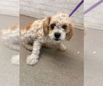 Small Maltese Mix