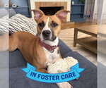 Small #2 Boxer Mix