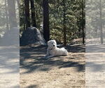 Small #1 Great Pyrenees