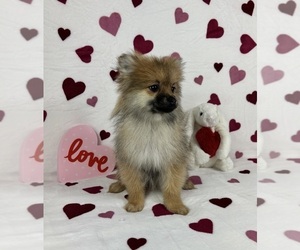 Pomeranian Puppy for sale in GREENFIELD, IN, USA