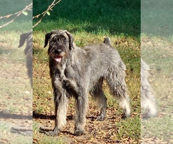 Medium Photo #12 Schnauzer (Giant) Puppy For Sale in Hatvan, Heves, Hungary