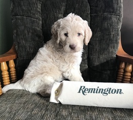 Labradoodle Puppy for sale in ISLE, MN, USA