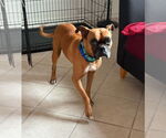 Small #4 Boxer