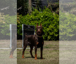 Small Photo #67 Doberman Pinscher Puppy For Sale in FORT LAUDERDALE, FL, USA