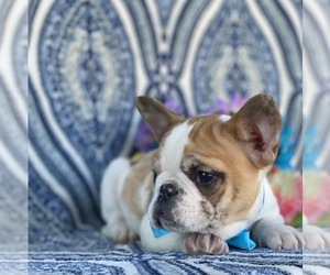 French Bulldog Puppy for sale in LANCASTER, PA, USA