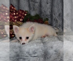 Pomeranian Puppy for sale in BARNESVILLE, KS, USA