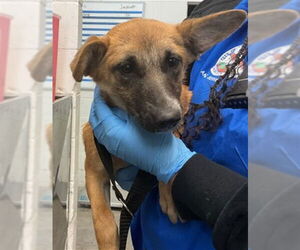 German Shepherd Dog-Unknown Mix Dogs for adoption in San Bernardino, CA, USA