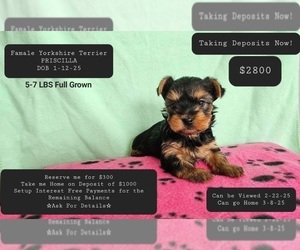 Yorkshire Terrier Puppy for sale in TUCSON, AZ, USA