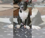 Puppy Puppy 2 Hunter American Bully