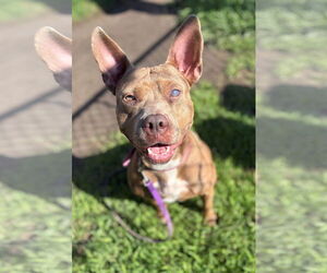 American Pit Bull Terrier-Unknown Mix Dogs for adoption in Virginia Beach, VA, USA