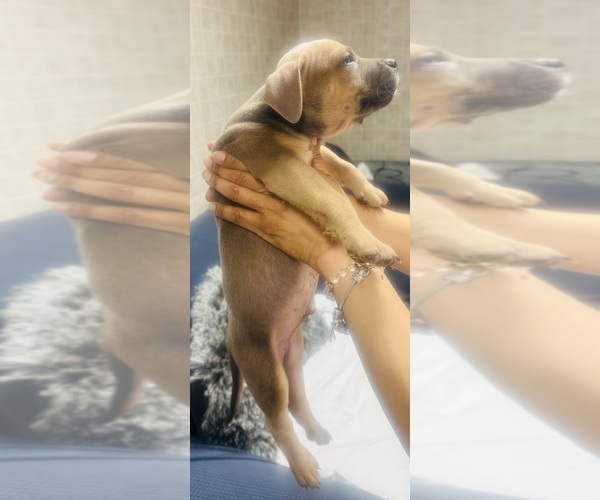 Medium Photo #2 American Bully Puppy For Sale in LAKE STATION, IN, USA