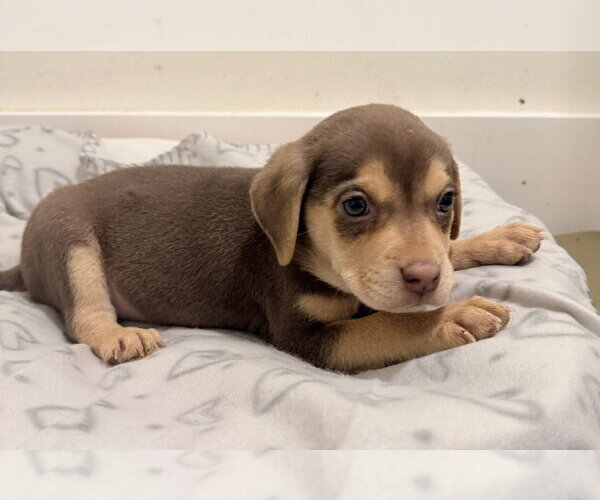Medium Photo #4 Labrador Retriever-Unknown Mix Puppy For Sale in Des Moines, IA, USA
