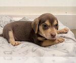 Small Photo #4 Labrador Retriever-Unknown Mix Puppy For Sale in Des Moines, IA, USA
