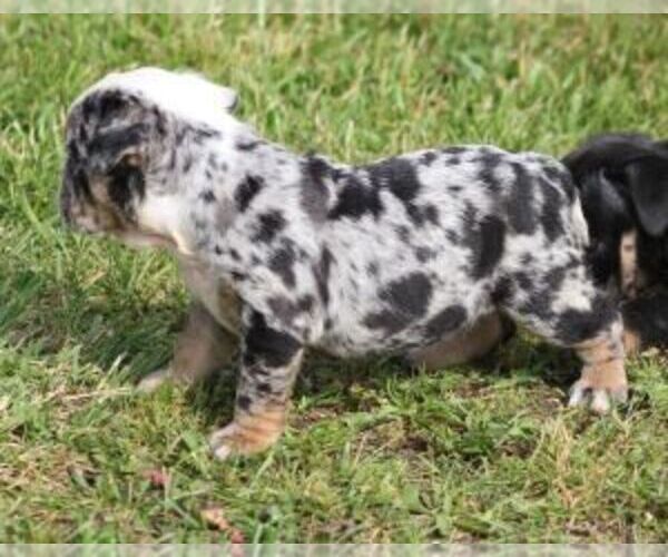 Medium Photo #5 French Bulldog Puppy For Sale in MARSHFIELD, MO, USA